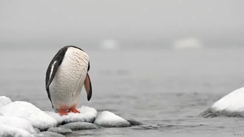 Gentoo Penguin Standing Alone on Ice Floe Telephoto Shot 4k Stock Footage 338259440