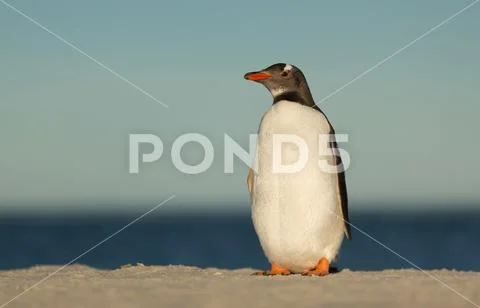 Gentoo penguin standing on a sandy coast Stock Photos