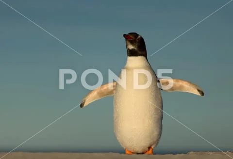 Gentoo penguin standing on a sandy coast Stock Photos