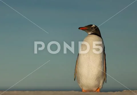 Gentoo penguin standing on a sandy coast Stock Photos
