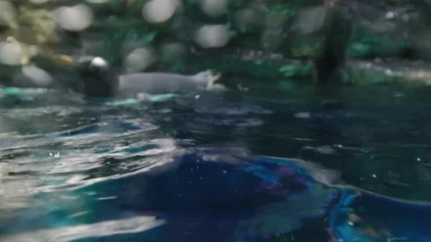 Gentoo penguin swimming on the surface of deep blue water with bokeh light .. Video stock 330343626