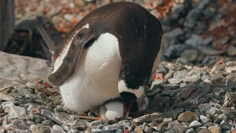Gentoo Penguin Tends Newly Hatched Chick Beside Cracked Egg Stock Footage 340414058