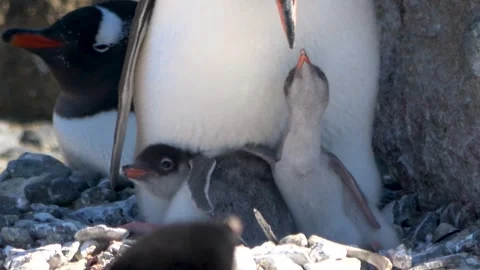 Gentoo penguin with two chicks close-up Antarctica, 4K Stock Footage 332394359