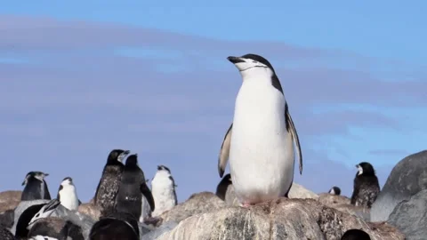 Gentoo penguin walking along a path that joins the sea and their nesting area Video stock 147191976