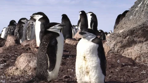 Gentoo penguin walking along a path that joins the sea and their nesting area 動画素材 147192013