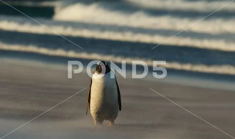 Gentoo penguin walking on a sandy coast Stock Photos