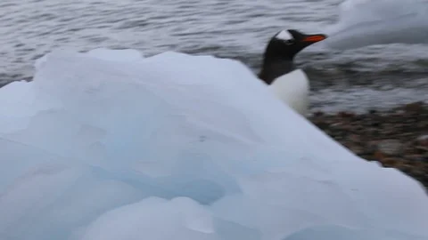 A Gentoo Penguin walks on the beach Stock Footage 104994297