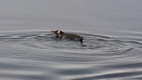 Gentoo Penguin in water Stock Footage 73750296