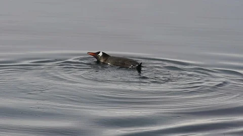 Gentoo Penguin in the water Stock Footage 101049645
