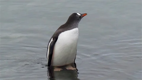 Gentoo Penguin in the water Stock Footage 125784357