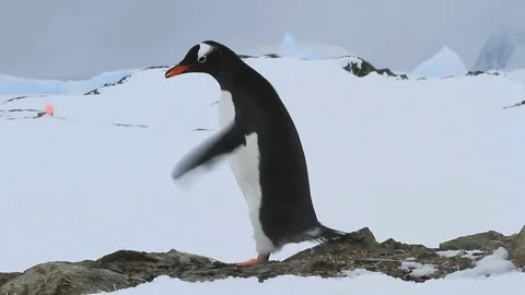 Gentoo Penguin who stands on the rocks and flaps his wings Stock Footage