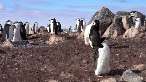 Gentoo penguin(Pygoscelis papua) walking along a path that joins the sea and the Stock-Footage 147191953