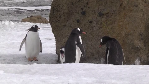 Gentoo Penguins 2, Brown Bluff Stock Footage 83931350