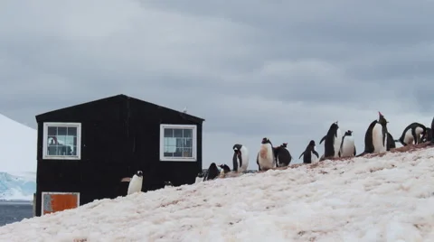 Gentoo Penguins at Antarctic Base Vídeo Stock 57921882
