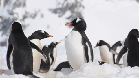 Gentoo penguins. Antarctica 스톡 동영상 33606336