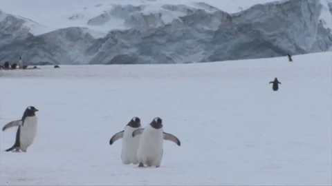Gentoo penguins Antarctica Stock Footage 73902123