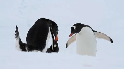 Gentoo Penguins in Antarctica Stock-Footage 88401864