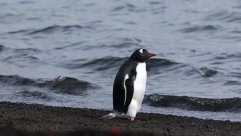 Gentoo penguins in Antarctica Video stock 306756131