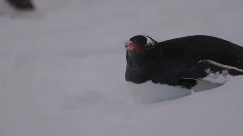 Gentoo penguins in Antarctica Video stock 306756334