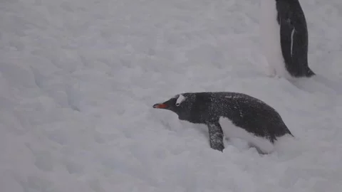 Gentoo penguins in Antarctica Video stock 306756376