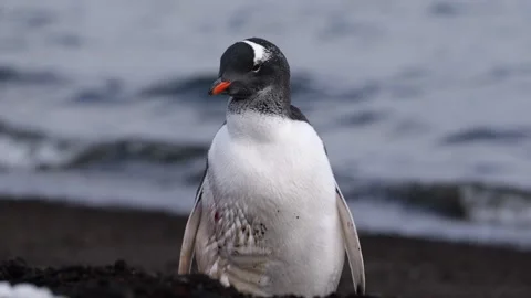 Gentoo penguins in Antarctica Video stock 306756385