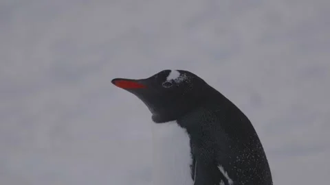 Gentoo penguins in Antarctica Video stock 306756473