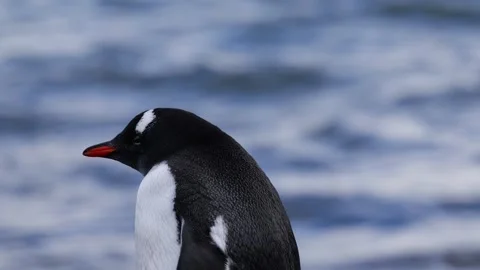 Gentoo penguins in Antarctica Video stock 306756491