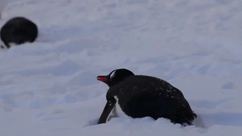 Gentoo penguins in Antarctica Video stock 306756537