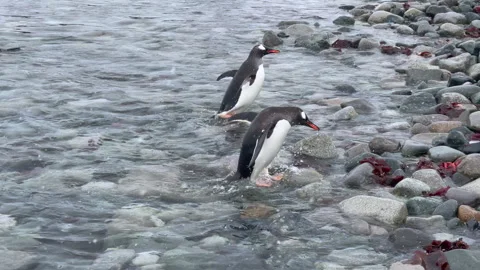 Gentoo Penguins on the beach in Antarctica Stock Footage 240402953
