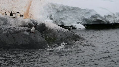 Gentoo Penguins on the beach in Antarctica Stock Footage 242589718