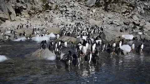Gentoo Penguins on the beach Stock Footage 75024872
