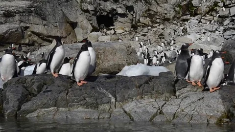 Gentoo Penguins on the beach Stock Footage 75025281