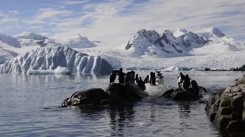 Gentoo Penguins on the beach 스톡 동영상 75025739