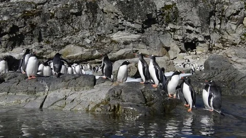 Gentoo Penguins on the beach Video stock 75364202