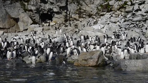 Gentoo Penguins on the beach Stock Footage 75364528