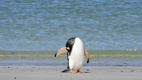 Gentoo Penguins on the beach Stock Footage 87961648