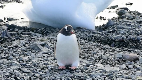 Gentoo Penguins on the beach Stock Footage 87963576