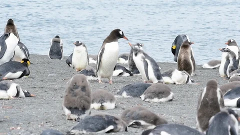 Gentoo Penguins on the beach Stock Footage 87963761