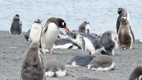 Gentoo Penguins on the beach Stock Footage 87963939