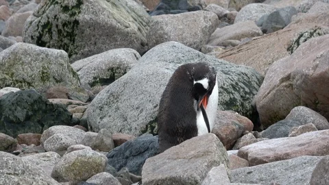 Gentoo Penguins on the beach Stock Footage 88102490