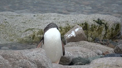 Gentoo Penguins on the beach Stock Footage 88105688