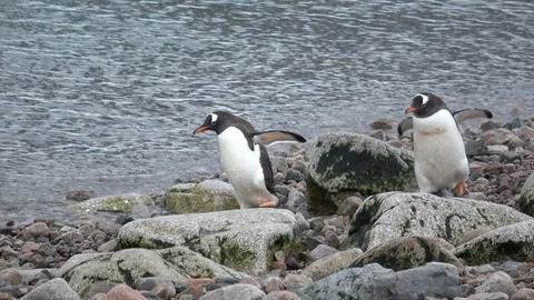 Gentoo Penguins on the beach Stock Footage 88106383