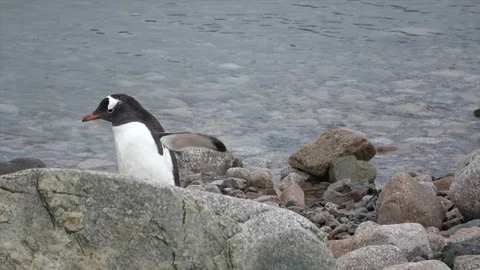 Gentoo Penguins on the beach Vídeo Stock 88107347