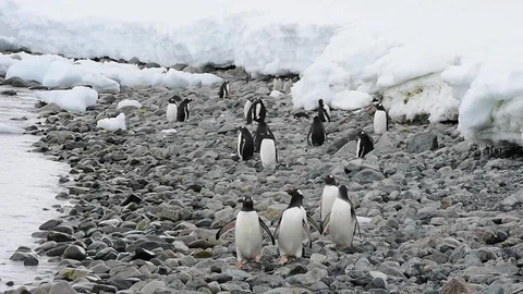 Gentoo Penguins on the beach Stock Footage 88380963