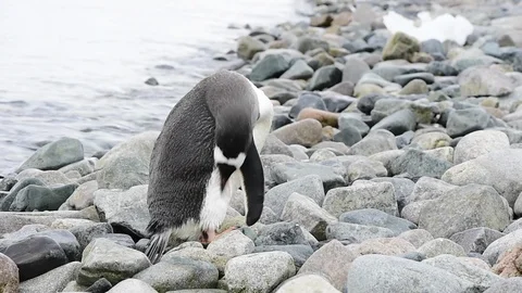 Gentoo Penguins on the beach Stock Footage 88382203
