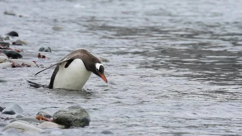 Gentoo Penguins on the beach Stock Footage 89613363