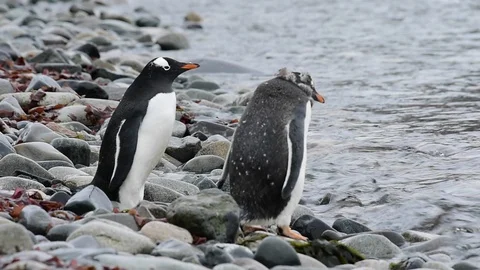 Gentoo Penguins on the beach Stock Footage 89613901