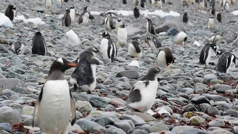 Gentoo Penguins on the beach Vídeo Stock 89621871