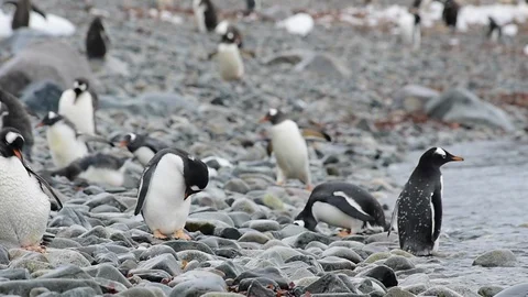 Gentoo Penguins on the beach Stock Footage 89623321