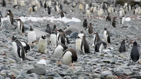 Gentoo Penguins on the beach Stock Footage 89624664